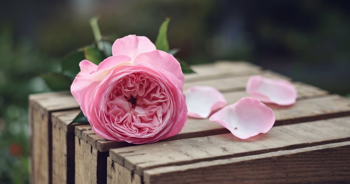 The Biblical Meaning of Pink: Embracing Spirituality